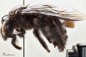 Media type: image;   Entomology 815955 Aspect: habitus lateral view